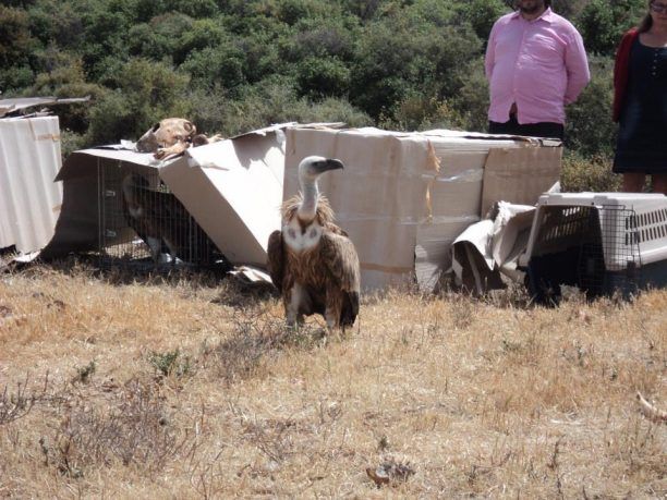 Εντάχθηκε στο ΕΣΠΑ το έργο για τη δημιουργία χώρων τροφοδοσίας αρπακτικών πτηνών στις Περιφέρειες